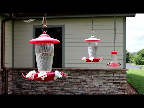 Hummingbird Migration