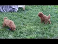 Cavapoo Puppies For Sale