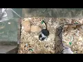 Gerbil Rodents Sale in Woodville OH