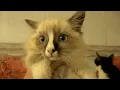 i m adopted new cute kitten