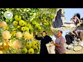 Download Lagu Secrets of nomadic life and wild pear harvesting | Drying pomegranate seeds in the heart of nature