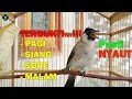 Lagu TERBUKTI AMPUH - PAGI,SIANG,SORE, MALAM - PASTI NYAUT GACOR, DENGAN SATU KALI PANCINGAN