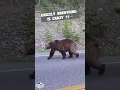 Download Lagu Look @ those claws 👀 #survival #bear #wild #mammal #nature #Grizzly #Kodiak #shtf