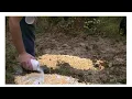GRAPE KOOL-AID MIX CORN VS CORN FOR DEER WHICH WILL WIN