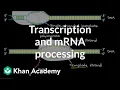 Transcription and mRNA processing Biomolecules MCAT Khan Academy