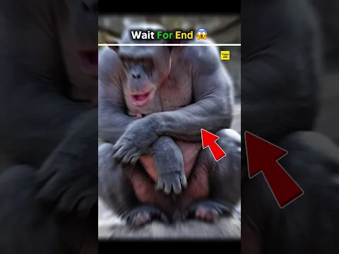 Look animals without hair 😱 ? #shorts #facts