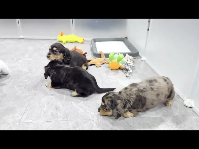 動画