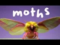 Lagu 7 Spectacular Moths in Slow Motion!