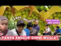 Download Lagu PUAS NYA MAKAN ANGGUR SHINE MUSCAT KALO NGGAK ABIS KENA DENDA😂 RIZUKI SAMPE MELOTOT😅