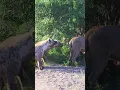 Download Lagu Hyenas try pull lion off buffalo by its tail 😳
