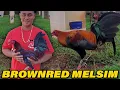 Black Brownred Melsim Albany Kelso Sweater Yellow Leg JORGE FARM Hawaii - Beautiful Birds Farm Visit