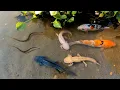 Super Amazing Result With Axolotl Salamande Found Axoilot KOI Ranchu Oranda Ryuki Betta Snake