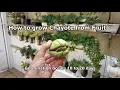 Lagu How to grow Chayote from Fruit step by step