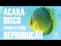 Download Lagu Reprodução do Acará-Disco no Berçário da BH Discos