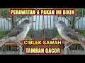 Download Lagu Ciblek Sawah Bahan Pasti Rajin Bunyi \u0026 Gacor Dengan Perawatan ini !!
