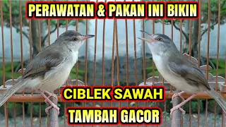 Download Ciblek Sawah Bahan Pasti Rajin Bunyi \u0026 Gacor Dengan Perawatan ini !! MP3
