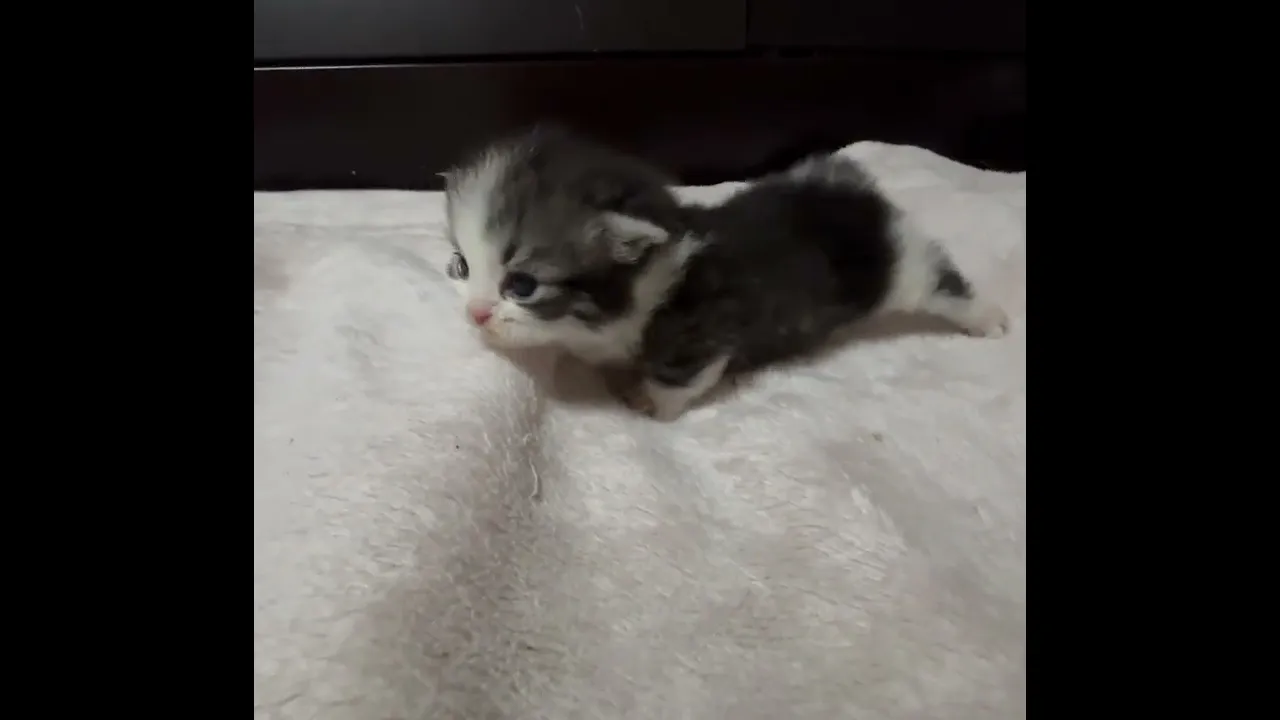 動画