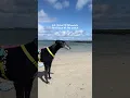 Download Lagu Rescue dog’s first day at the beach 🏝️ #rescuedog #greyhound
