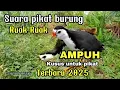 Download Lagu SUARA PIKAT BURUNG RUAK RUAK TERBARU 2025  ASLI AMPUH SUARA JERNIH 