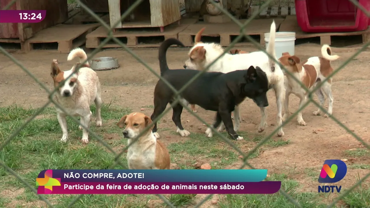 Não compre, adote! Participe da feira de adoção de animais deste sábado em Blumenau
