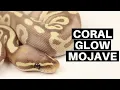 Morph Guide The Coral Glow Mojave Ball Python - Benjamin s Exotics