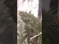 Periwinkle Pie od Green Point Seeds Imperial Dank 707 Seeds Bank