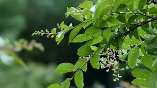 مرکز غیرت و حمیت دندنها