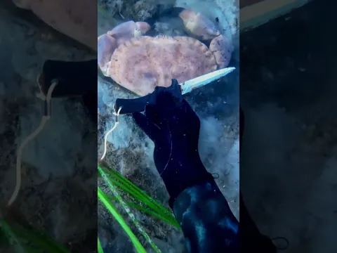 Biggest crab I’ve ever seen!!