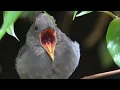 Download Lagu Screaming Piha Bird at the San Diego Zoo