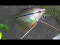 Yellow Acara Port Cichlid Black Acara Not sure