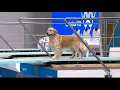 Download Lagu Dog Diving Olympics Viral Video