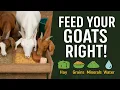 Goat Feed Management What to Feed for Health High Yield
