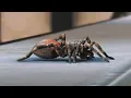 How Miles Morales got his powers - Marvel s Spider-Man