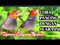Download Lagu Pancingan Prenjak Gacor Dor Mewah Ampuh Menaikan Emosi Prenjak Lain atau prenjak bahan