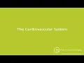 A P Sports Massage The Cardiovascular System
