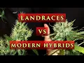 Landraces VS Modern Strains Old School VS New School Cannabis