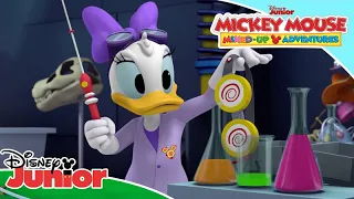 ديدي تقلص ميني مغامرات ميكي ماوس المختلطة ديزني جونيور العربية 