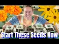 Download Lagu 🌾 Start These Seeds NOW for Fall Color! | Millet, Marigolds, Cosmidium \u0026 Rudbeckia