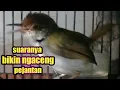 Download Lagu prenjak lumut betina gacor full nembak