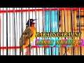 Download Lagu Burung kutilang emas gacor 