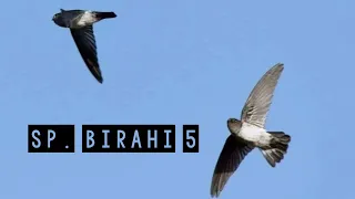 suara panggil walet birahi 5