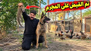 ليش بط مزرعتي يختفي كل ليلة؟ هذا اللي اكتشفته!"❗️😱