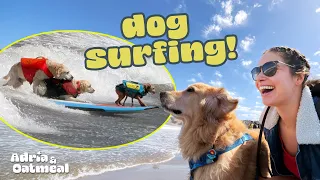 I Took Oatmeal to the Dog Surfing Championships to Inspire Him