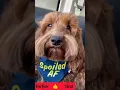 Download Lagu 15_Cute and funny Dog Videos #Beta
