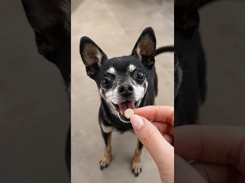 O SONHO DE TODA MÃE DE PET