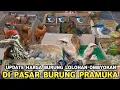 Lagu READY ! LOLOHAN TENGKEK, PENTET, SRIGUNTING, BULTOK, DI KIOS BURING OMBYOKAN PASAR BURUNG PRAMUKA 