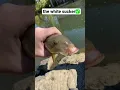 Lagu the white suckerfish✅ #shorts #fish #fishing