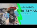 Christmas dogs stuck in Jail