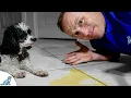 5 Puppy House Training Tips Every Puppy Owner NEEDS To Know
