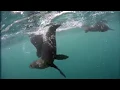 Seal playing Fetch!